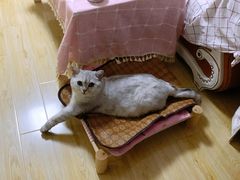 -艾贝尔宠物诊疗