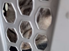 -瑞派福兴宠物医院犬猫全科·骨科·中西医结合(河东店)