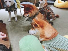 -逗柴咖啡屋·狗咖猫咖宠物桌游