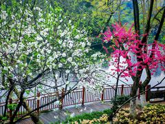 -重庆彩云湖湿地公园