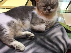 -猫色咖啡·猫咖