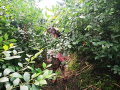 -金谷域澳洲庄园