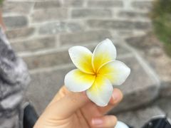 -龙头鱼丸店 只此一家只卖手工鲨鱼丸