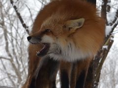 -宫城藏王狐狸村