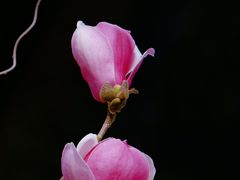 -大觉寺-停车场