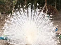 -北京麋鹿生态实验中心