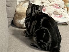 -达爱动物医院·犬猫分区·CT·复杂眼科(远洋山水分院)
