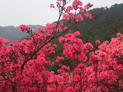 -木兰云雾山
