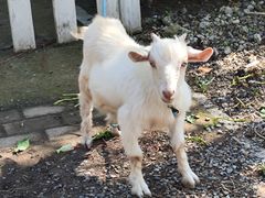 -前小桔亲子创意农场·草莓采摘·露营烧烤