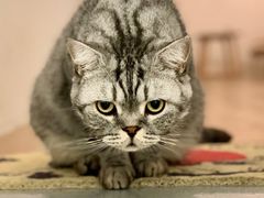 -猫友咖啡店(玉林西路店)