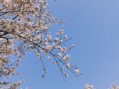 -顾村公园