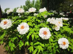 -莲花池公园