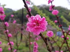-河口景区