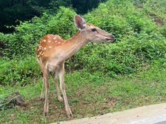 -大连森林动物园