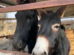 -元鼎宝驴香·全驴宴(江宁店)