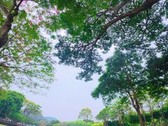 -顺峰山公园