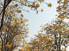 -洲头咀公园