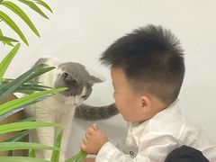 -COLOR PETS 撸猫馆·购猫·猫咖(长风大悦城店)