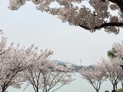 -羊山湖公园