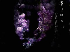 -嘉定紫藤园