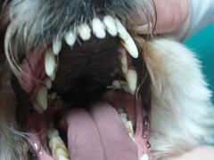 -中农大我爱我爱24h动物医院·中医针灸·猫专科·骨科医疗中心(双井店)