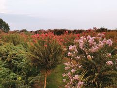 -武汉紫薇都市田园