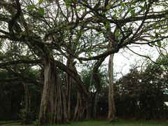 -瑞丽独树成林风景区