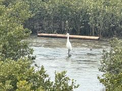 -北海金海湾红树林生态旅游区