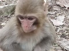 -黔灵山公园