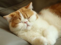 -飞行喵MR PILOT|猫舍·猫咖(静安大融城店)