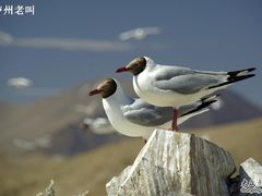 景点-班公湖