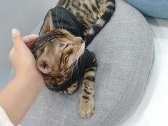 -糯米喵星人·撸猫猫舍咖啡馆(西市场嘉华店)