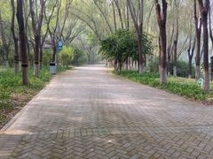 -大兴滨河森林公园