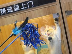 -欣宠猫屋·矮脚拿破仑·蓝金金渐层