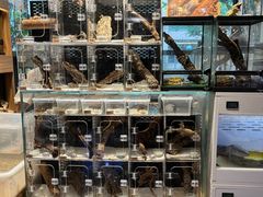 -酷以爬仙阁实体爬宠店·守宫·蜥蜴·专业繁育