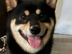 -青桃餐厅