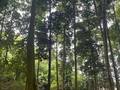 -广州市帽峰山景区