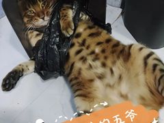 -戏精管理局·剧本杀·桌游·血染钟楼