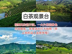 -阿露佳·舌尖上的安吉菜