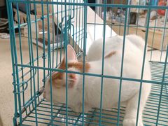 -宠颐生嘉德动物医院