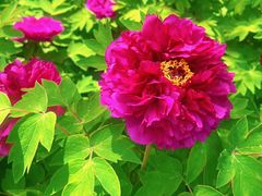 -东华门大街小区