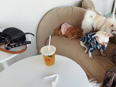 -怪兽屋·羊驼·猫咖·狗咖(俊华广场店)