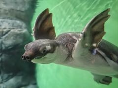 -上海海洋水族馆