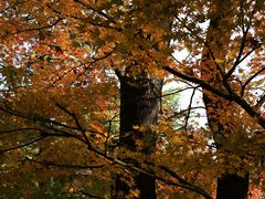 -杭州半山国家森林公园