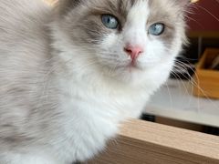 -喵园·猫主题咖啡厅·撸猫·猫咖(国贸店)