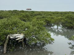 -北海金海湾红树林生态旅游区
