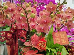 -溪岸路花鸟市场
