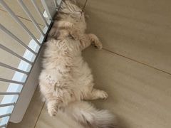 -瑞鹏宠物医院·微创内窥镜·骨外科·牙科(翠竹分院)