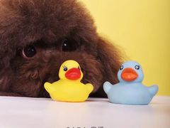 -读宠于你·约克夏比熊·睫角守宫·爬宠售卖(高新店)