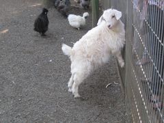 -费瑟代尔野生动物园